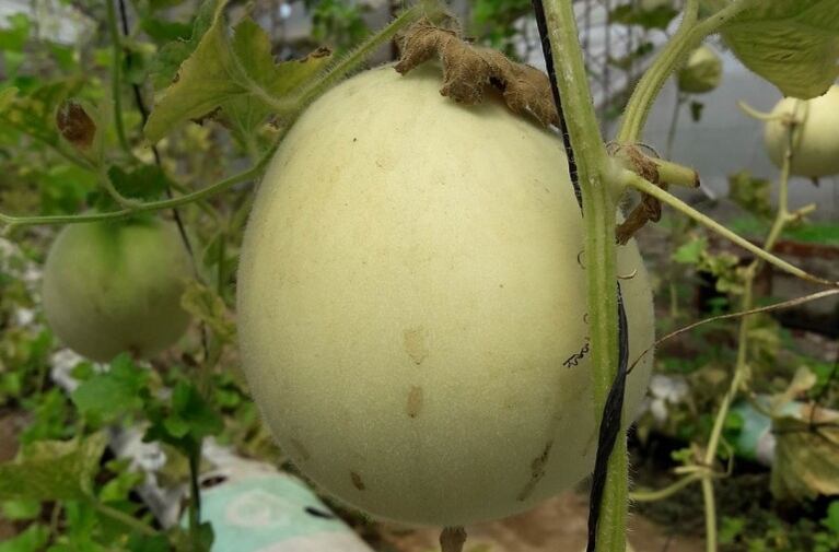 Meloun je další možností, i když plody dozrávají pomaleji (Foto: UNSE).