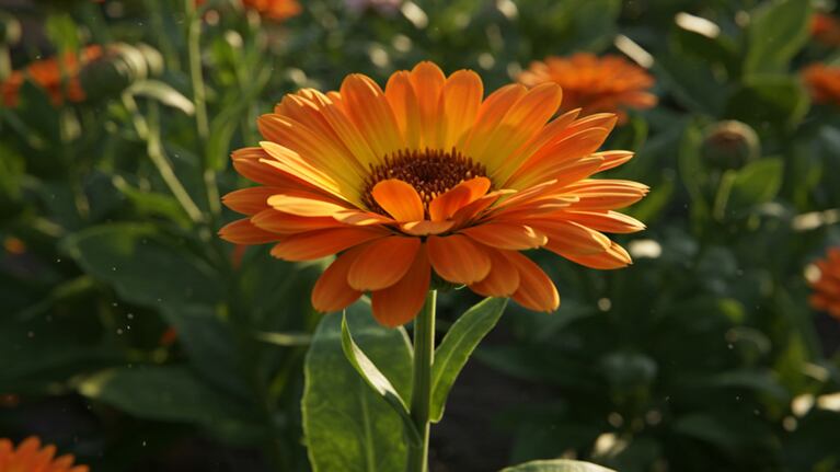 Měsíček je ideální k zasazení v listopadu. (Ilustrační obrázek IA Gemini)