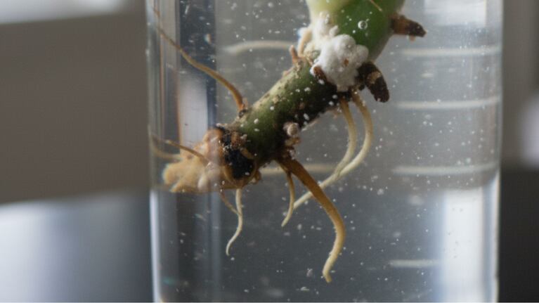 Během zakořeňování řízku je zásadní udržovat hygienu po celou dobu procesu. (Foto: Obrázek vytvořený umělou inteligencí Gemini od Googlu)