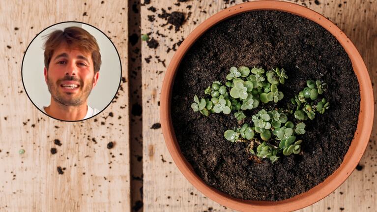 Když rostlina přijde domů, vyžaduje specifickou péči, aby mohla růst. (Foto: Freepik)