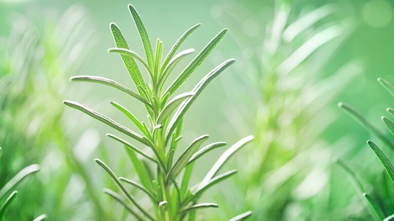 Rozmarýn má řadu vlastností přínosných pro vaši zahradu. (Foto: Adobe Stock)