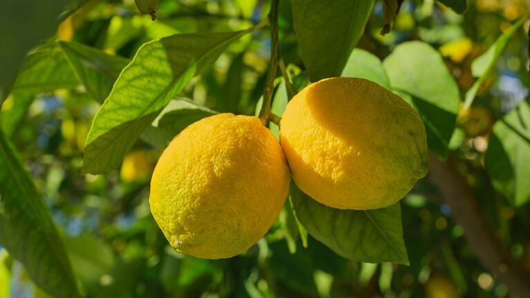 De esta forma el limonero se mantendrá en buen estado. (Foto: Freepik)
