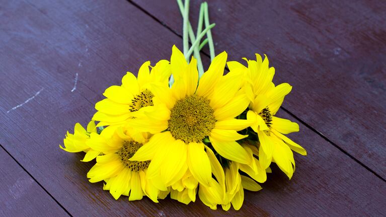 Ne všechny květiny potřebují stejné množství vody (Foto: Adobe Stock).