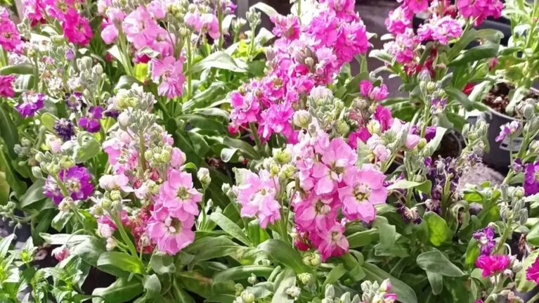 El alhelí perfuma todo el jardín. (Foto: florsperatu.com)