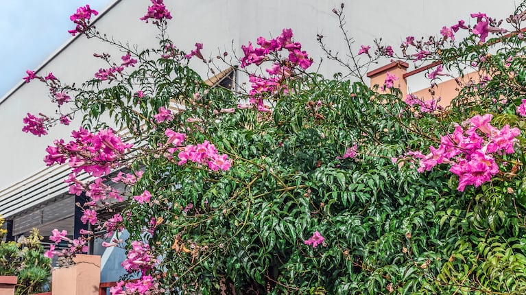 Pochází z Jižní Afriky. Je to popínavá rostlina s dřevnatými a ohebnými stonky bez úponků. Rychle roste a je vitální (Foto: Adobe Stock).