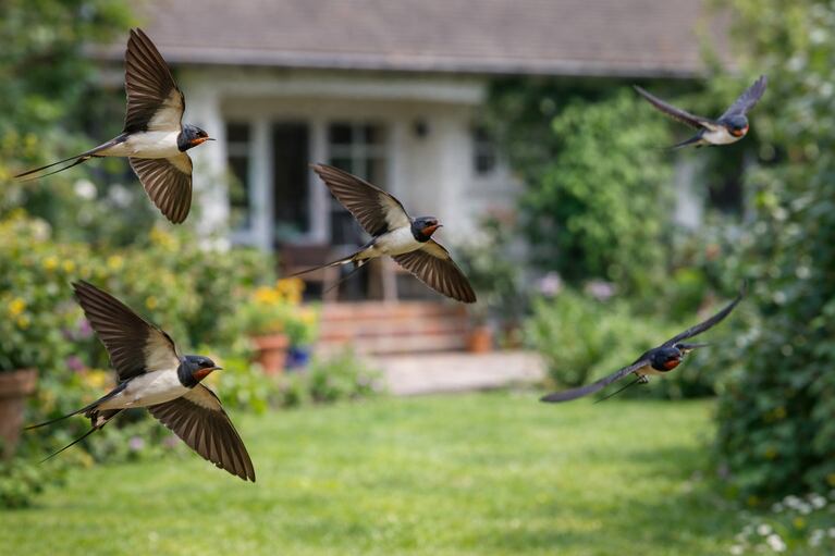 Jiřičky mají tendenci létat ve skupinách a stavět velká hnízda. (Ilustrativní obrázek generovaný AI)