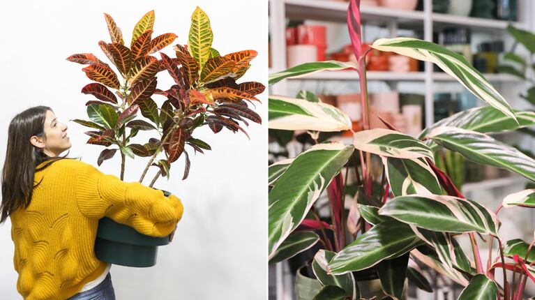 Crotón, calathea a ficus pandurata jsou jedny z nejnáročnějších rostlin. (Foto: Ada Jardín)