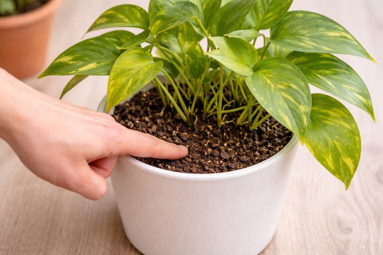 Zastrčení prstu do substrátu potusu pomáhá zjistit, zda je půda vlhká nebo suchá. (Ilustrační obrázek vytvořený AI)