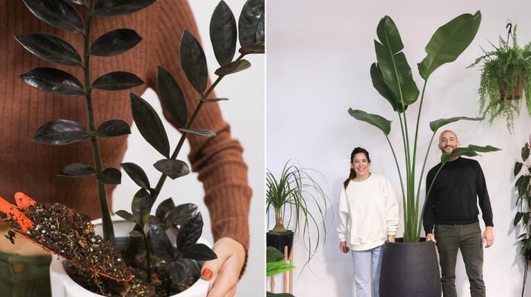 Zamiokulkas, filodendrony a strelície patří mezi nejjistější volby do bytu. (Foto: Ada Jardín)