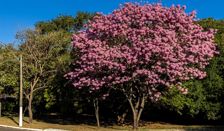 Tropicalní strom, který si díky svým jedinečným vlastnostem našel místo v argentinských zahradách a dvorech. (Foto: Adobe Stock)
