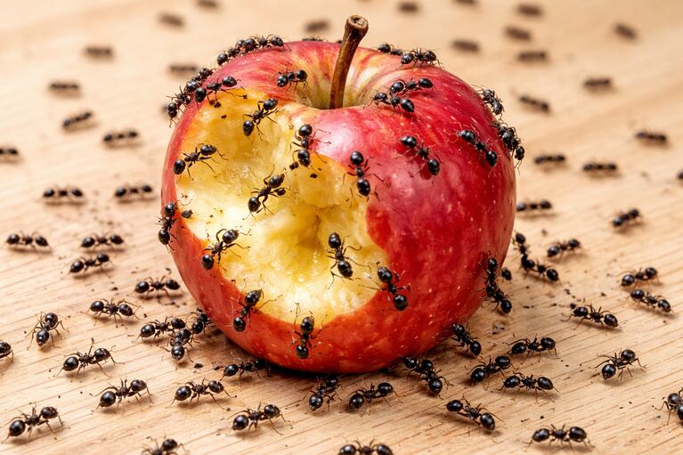 Přítomnost mravenců v domě nebo na zahradě znamená, že existuje zdroj potravy, který je přitahuje. (Ilustrační obrázek vytvořený umělou inteligencí)