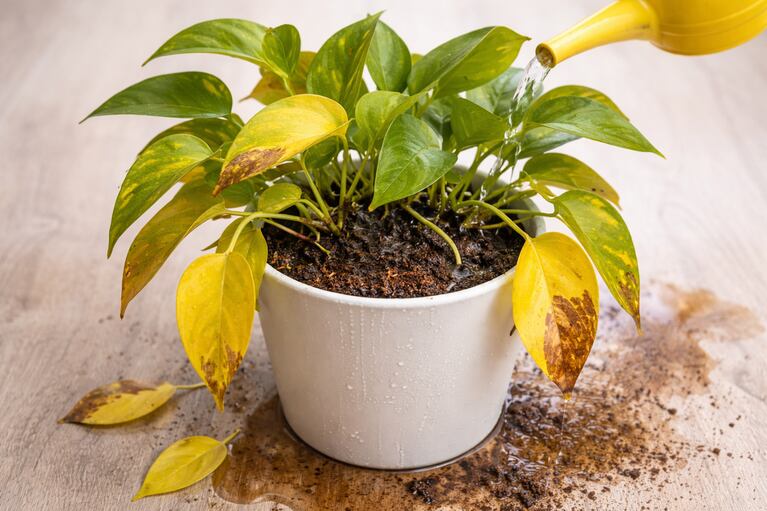 Přemokření může způsobit hnilobu kořenů potusu. (Ilustrační obrázek vytvořený AI)