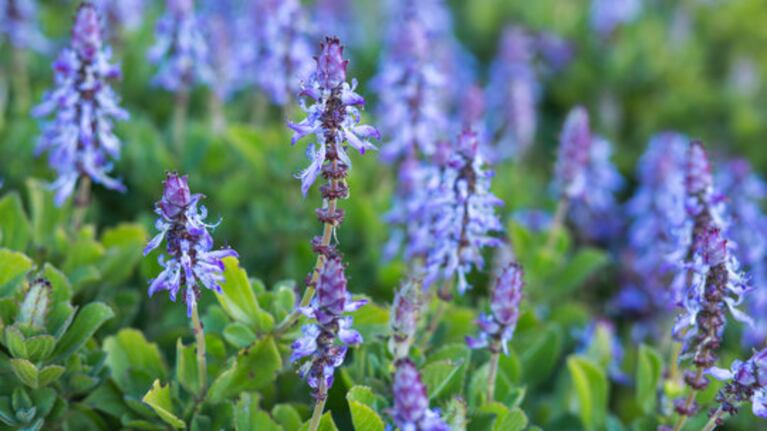 Coleus canina, rostlina odpuzující kočky, Foto: Adobe Stock.