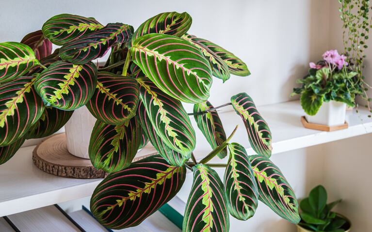 Maranta upoutává pohled na své listy. (Foto: AdobeStock)