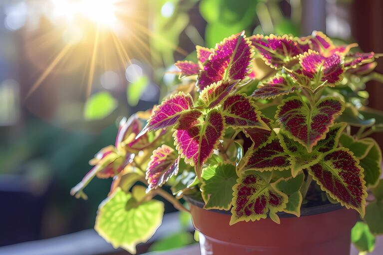 Coleus přidává barvu do každého kouta. (Foto: AdobeStock)