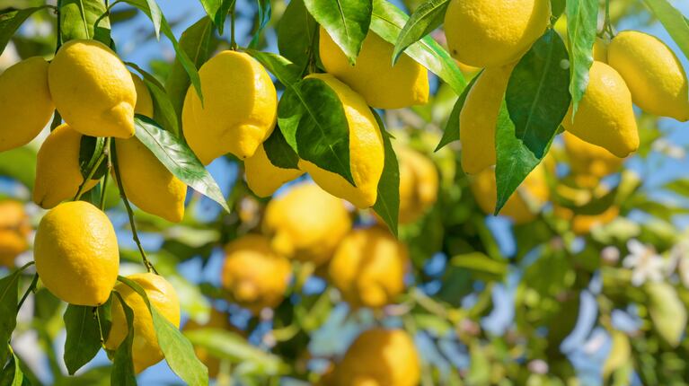 Škůdci mohou oslabit citroníky. (Foto: AdobeStock)